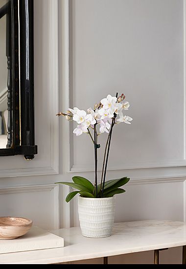 White miniature Phalaenopsis orchid in white ceramic pot. Shop now. 