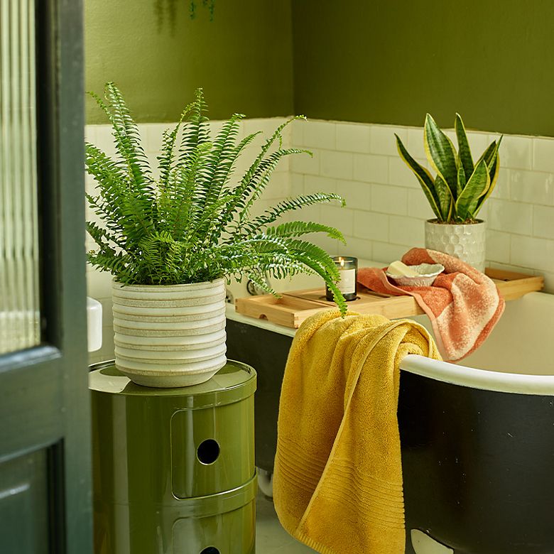 A bathroom decorated with houseplants