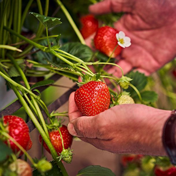 Meet Red Diamond strawberry grower, Stephen Tasker