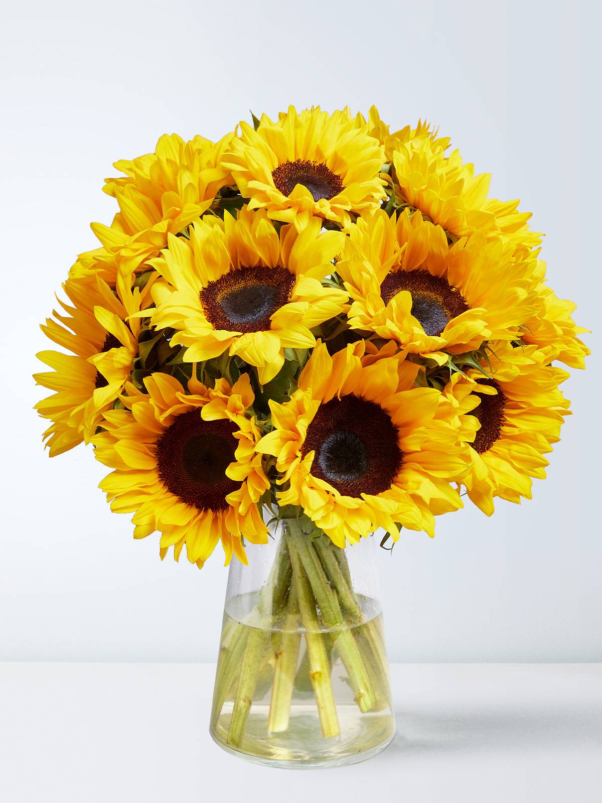 Sunflower colors