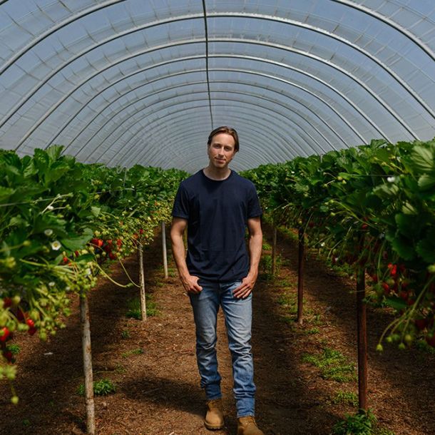 Meet Irish strawberry grower, Stephen Tasker