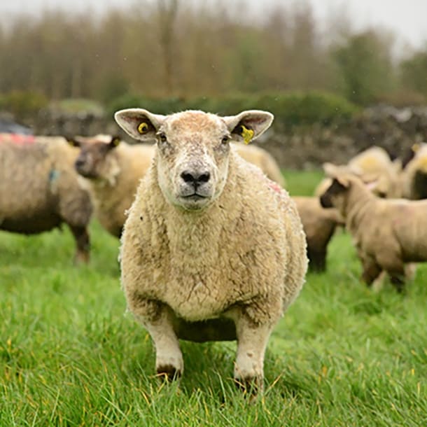 100% traceable lamb