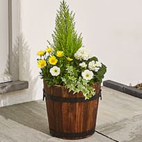 Extra-large summer flowering barrel