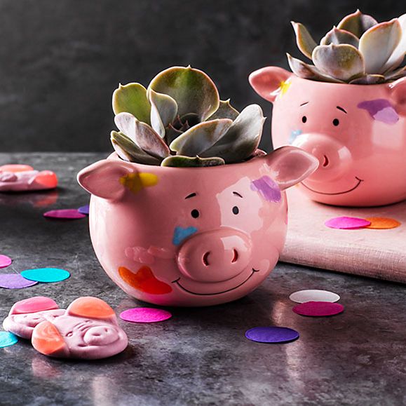 Limited-edition Percy Pig succulent