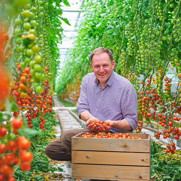 Tomato farmer Andy Roe