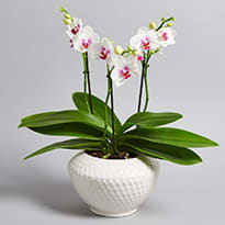 White orchid in a vase