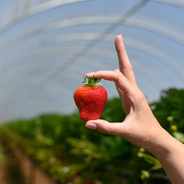 Strawberries | Food | M&S