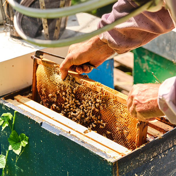 Vintage cedarwood beehives on an M&S Select Farm