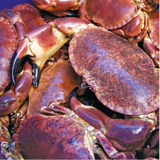 Brown crabs