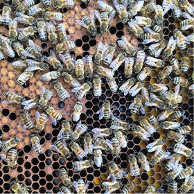 Bees on honeycomb