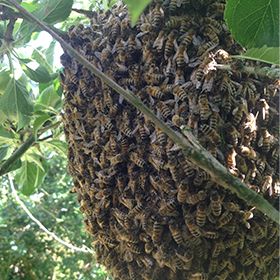 Bees sealing the honeycomb with wax