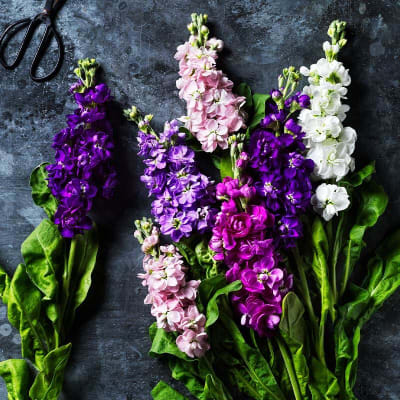 A selection of British scented stocks