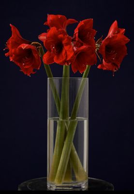 Red amaryllis bouquet in glass vase. Shop now 