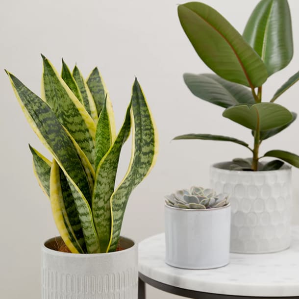 white marble table with three plants in white pots