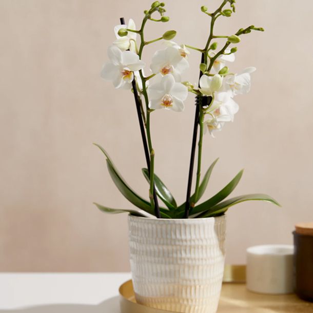 large white orchids in ceramic pot