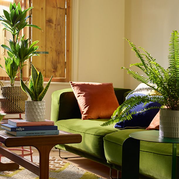 green sofa in living room with lots of green plants surrounding it