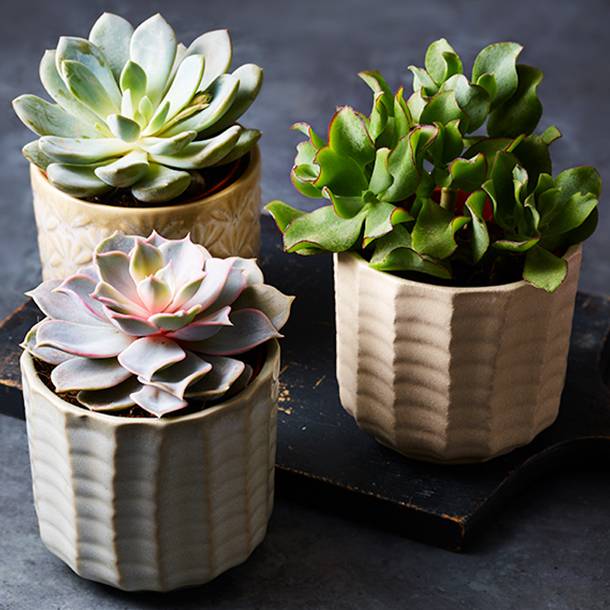 trio of succulents in ceramic pots on grey background