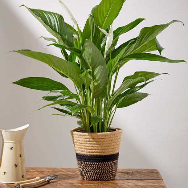 large peace lily in wicker basket on table
