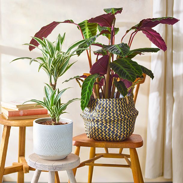 large green houseplants on different height stools