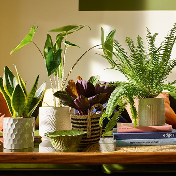 table filled with books and plants