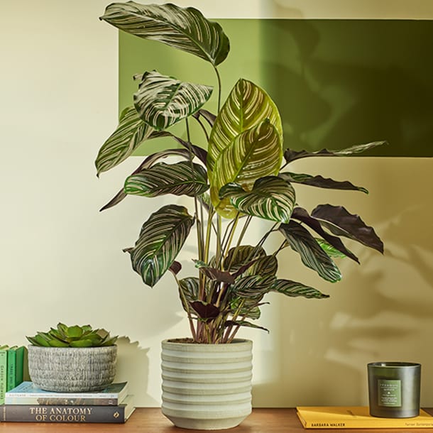 table with large stripy plant