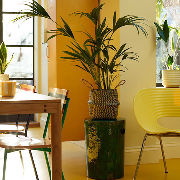 bright and airy living space with variety of large green houseplants