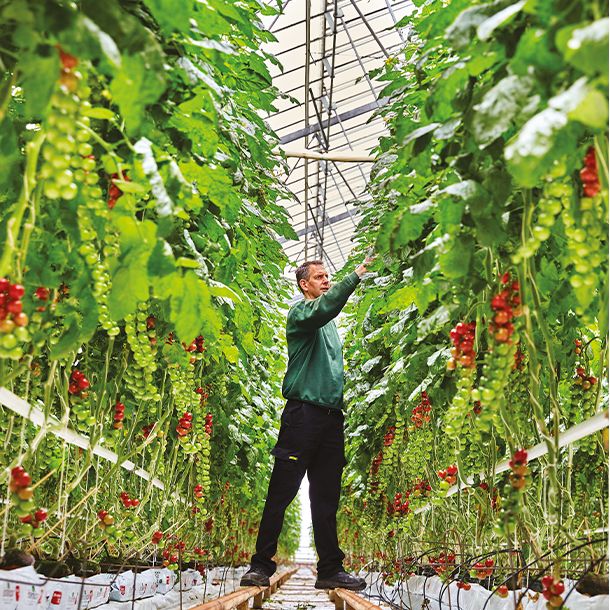 An M&S Select Farmer inspecting his tomato crop