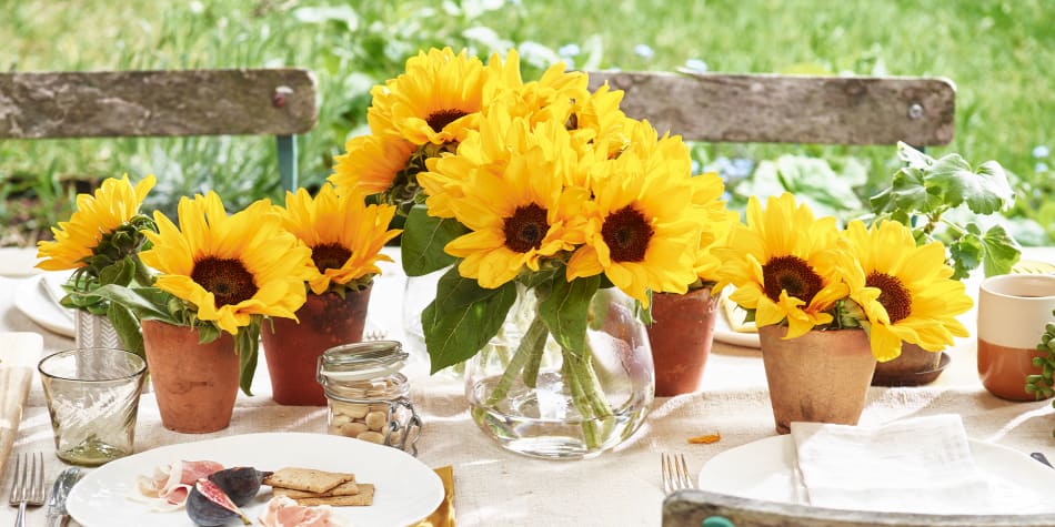 Flowers Plants Online Free Next Day Flowers Delivery M S