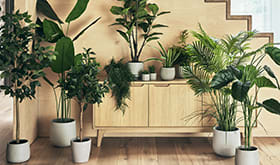 Various plants on and around a console table in a hallway