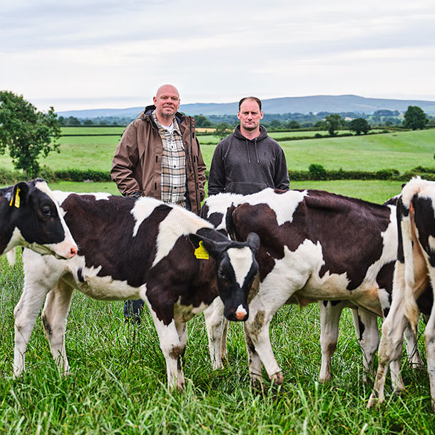 Photos: Jersey cows in jumpers ready for a dairy Christmas - Farmers Weekly