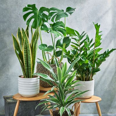 A selection of houseplants. Shop plants