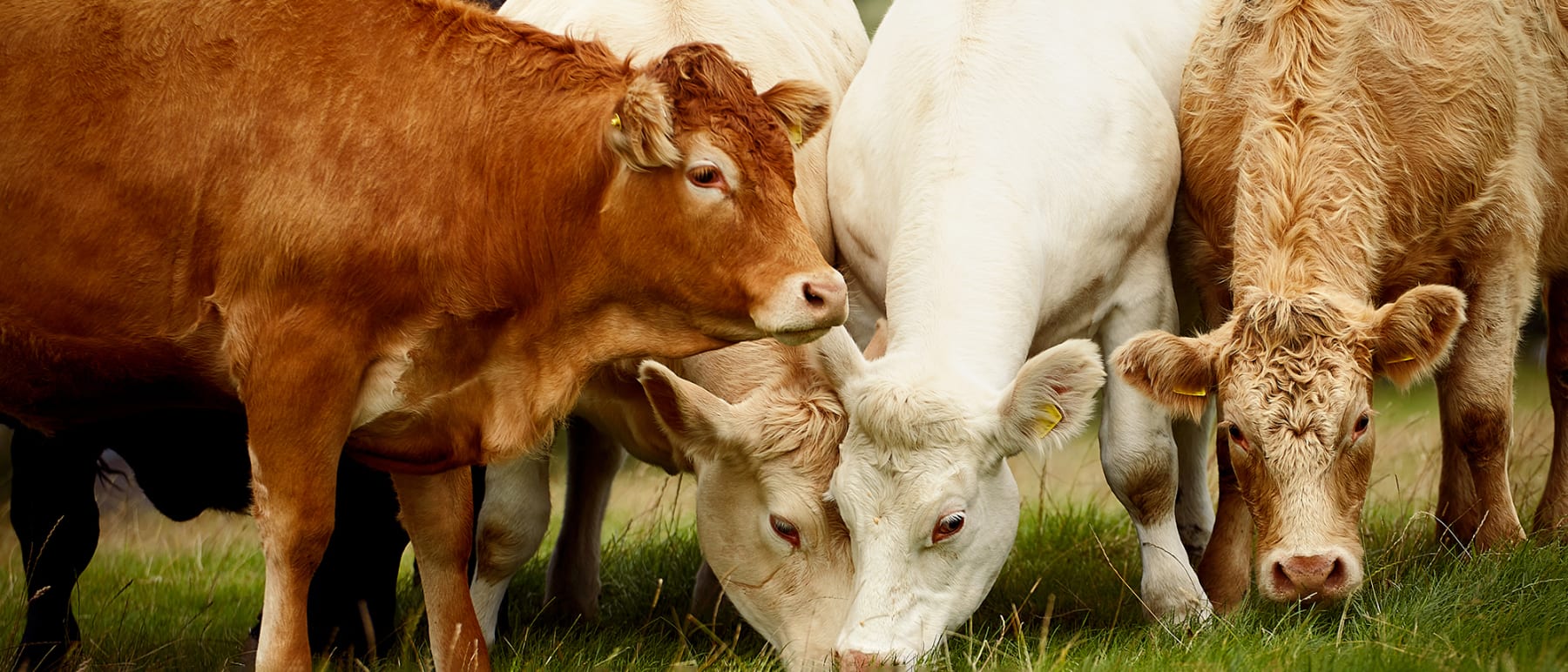 Cows grazing in a field